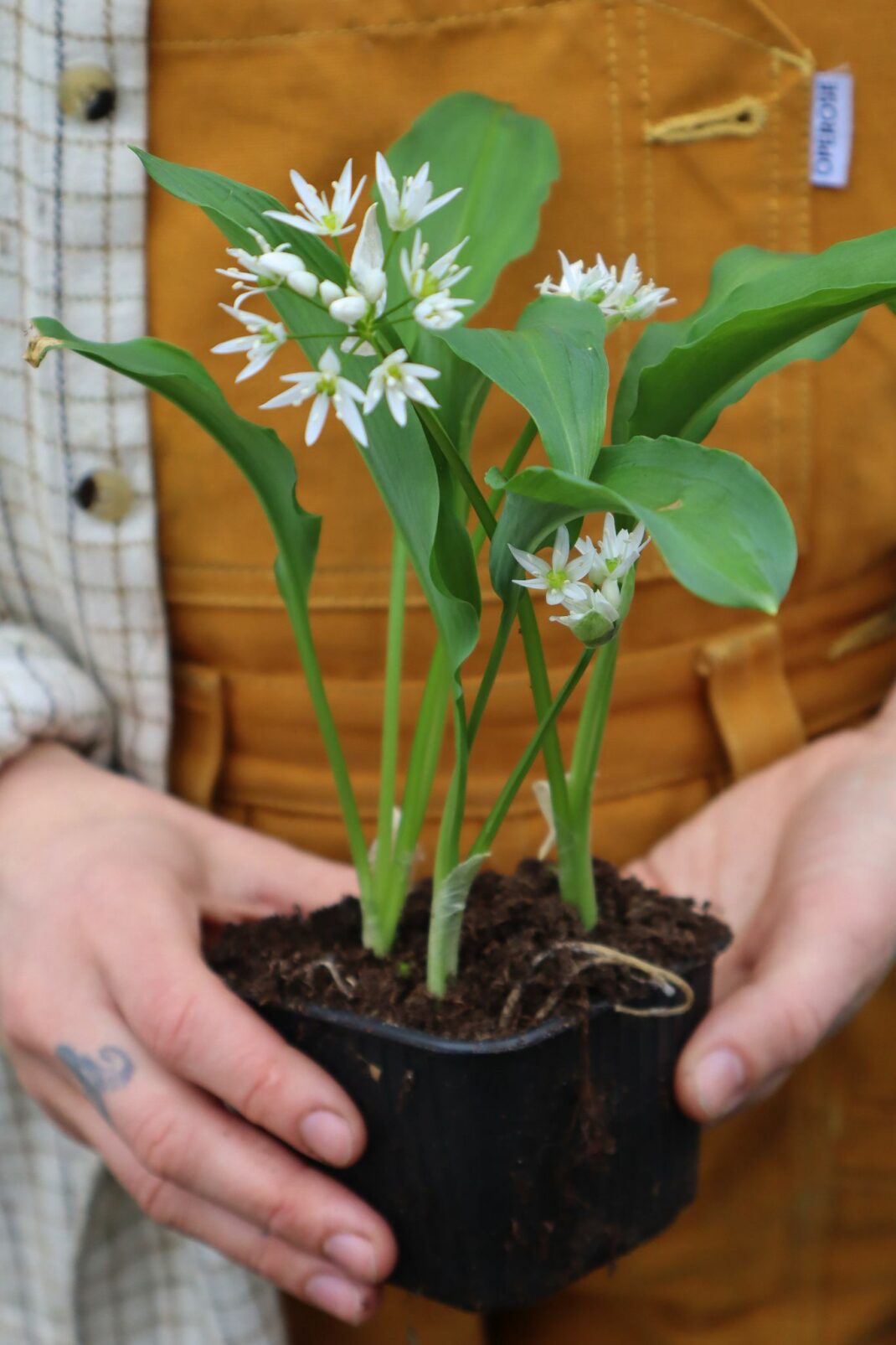 Wild garlic is such a delicacy