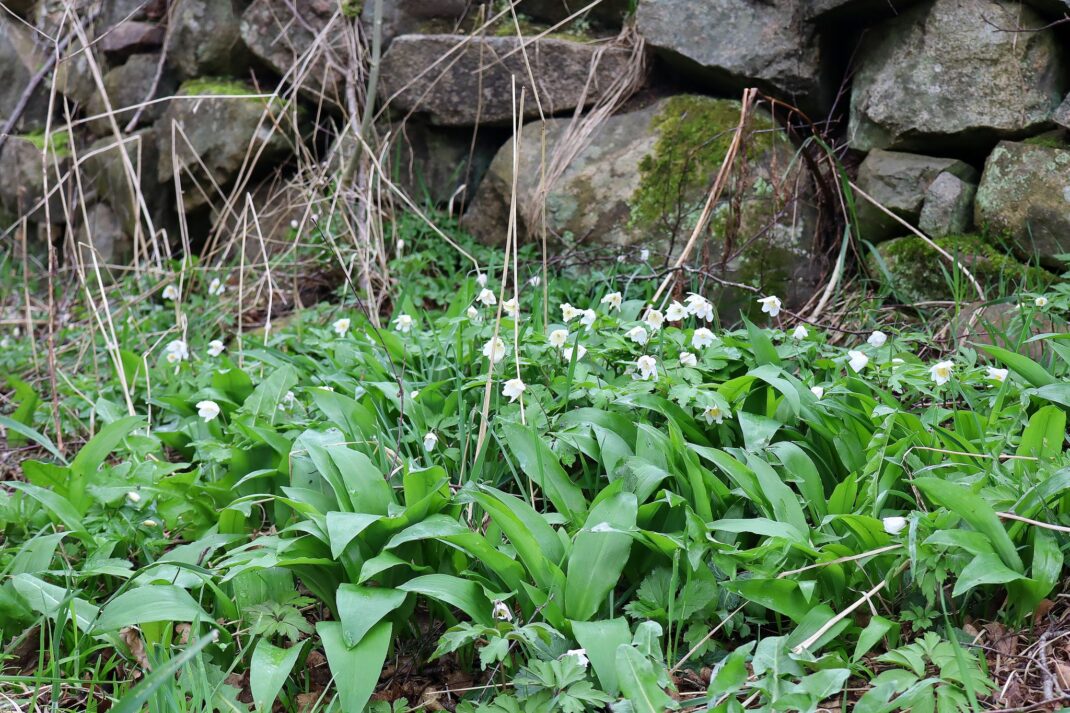 Lovely wild garlic in the garden