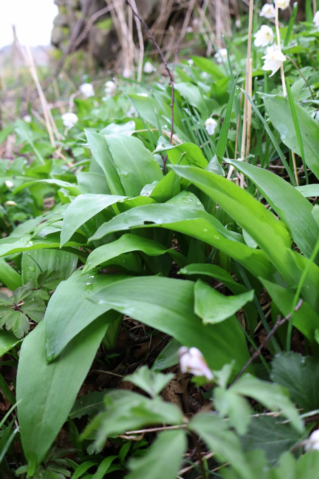 Beautiful wild garlic in spring.