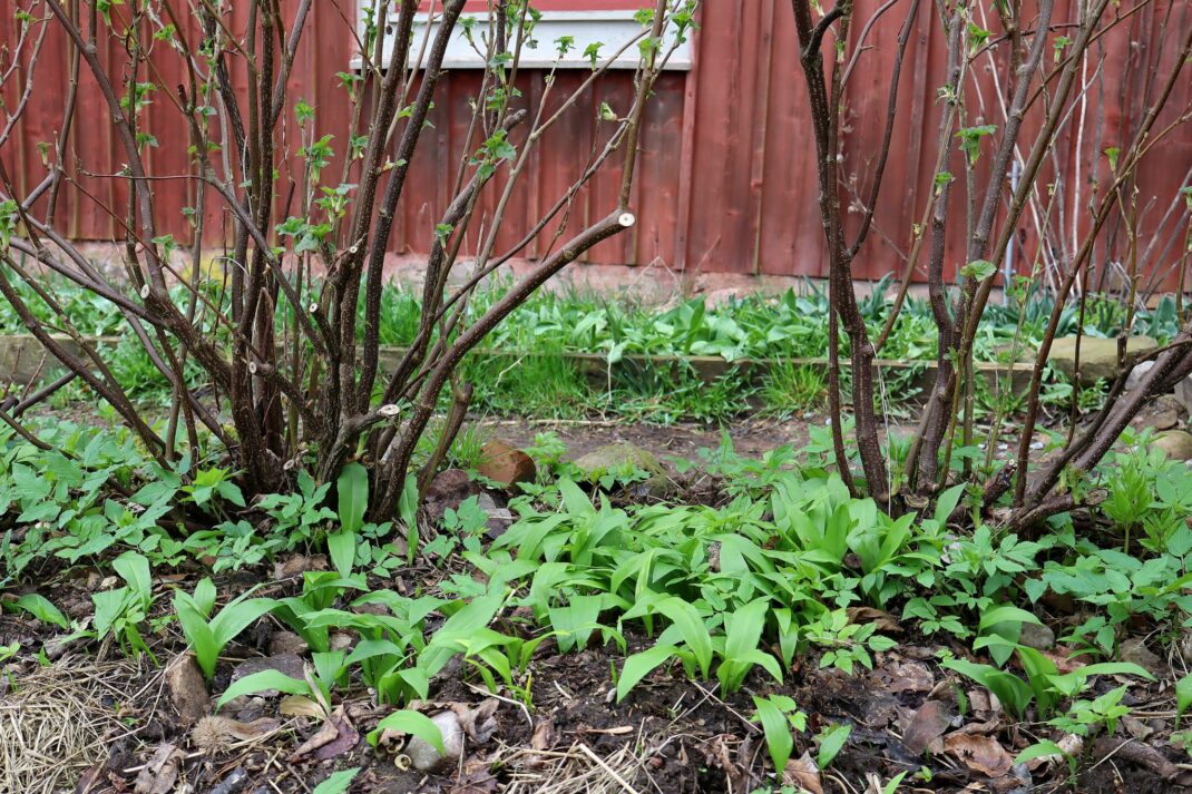 I grow plenty of wild garlic at home.