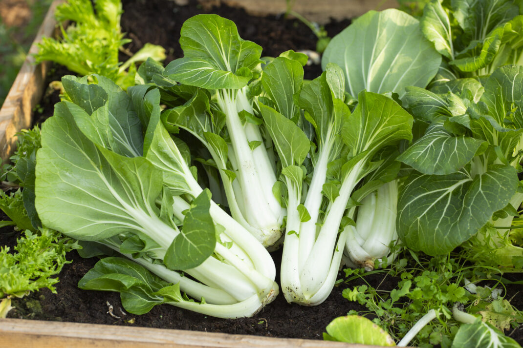 Grow bok choy at home.