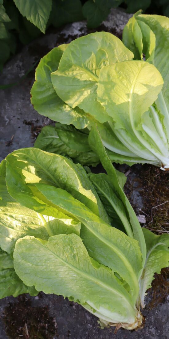 Grow lettuce at home