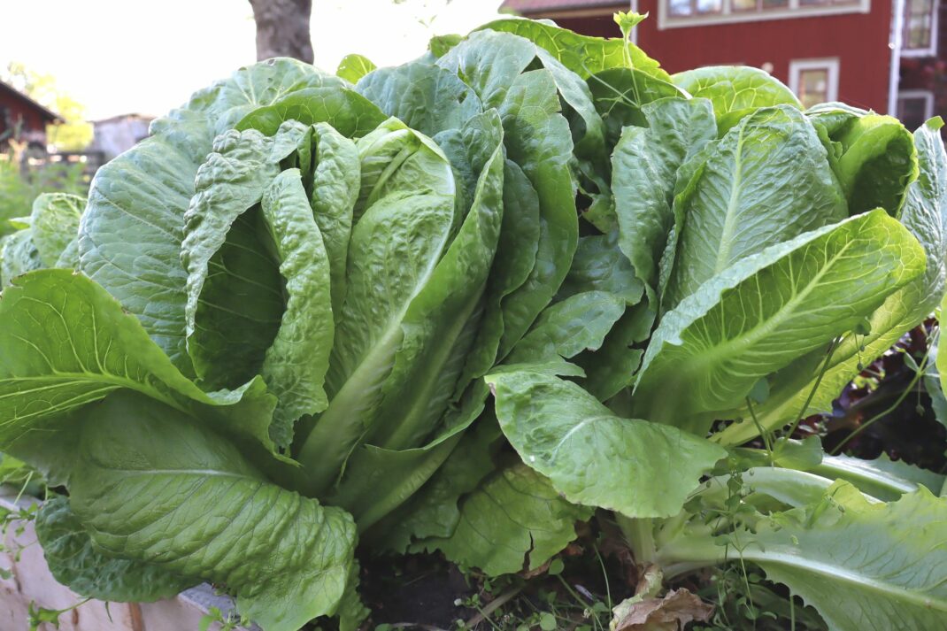 Grow lettuce.