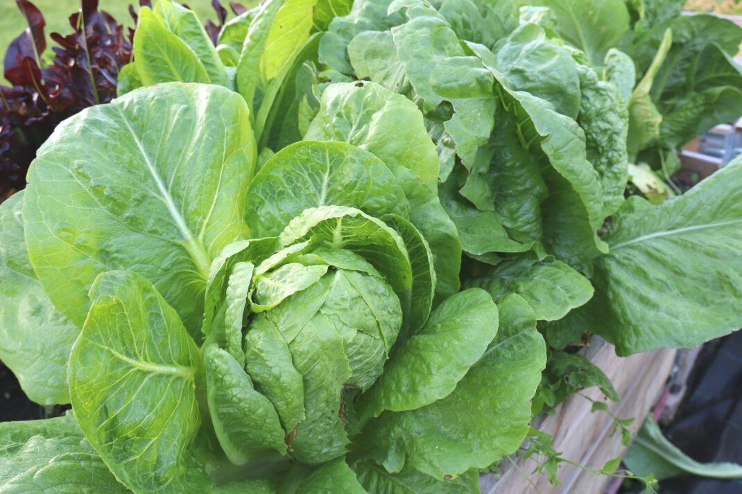 Grow lettuce at home and save money