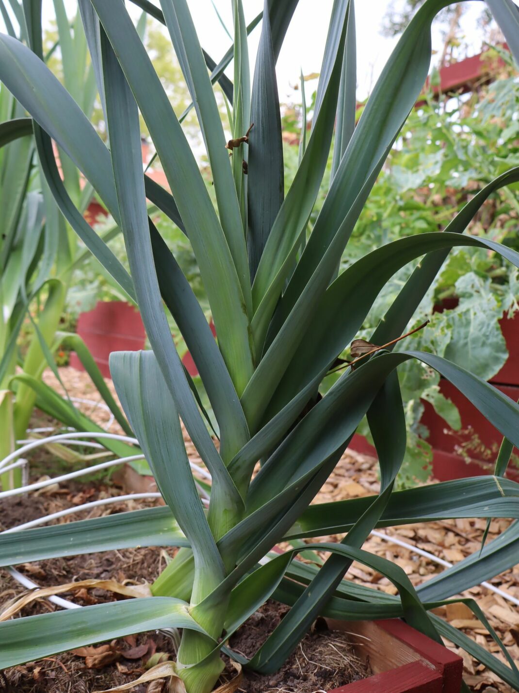 grow leeks from seed