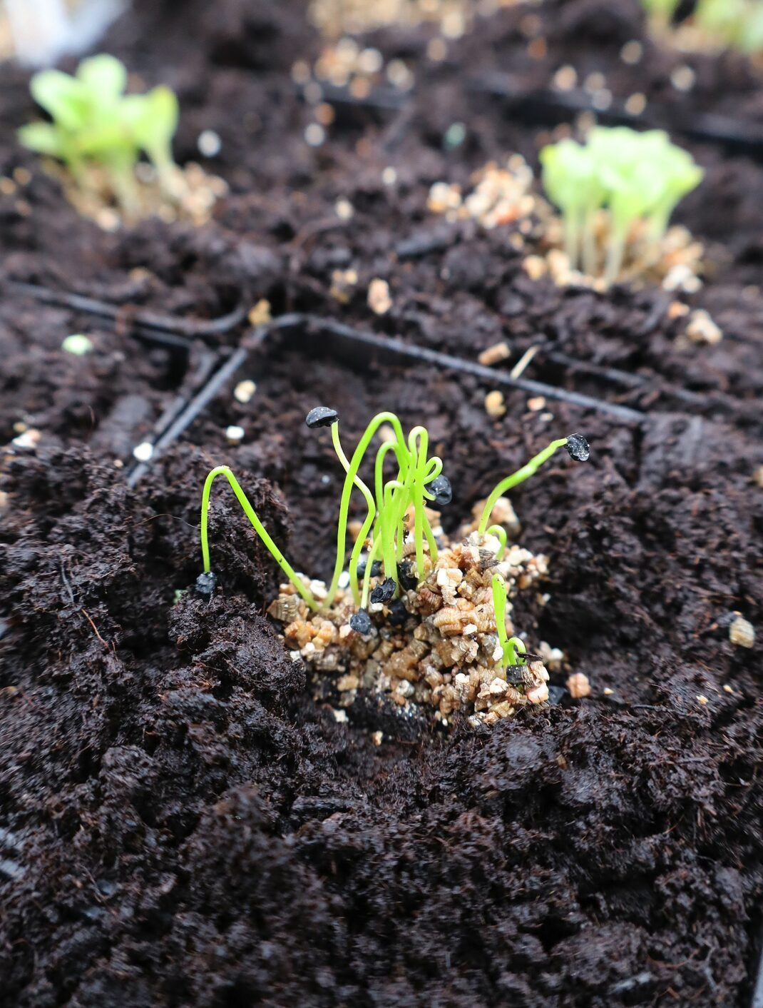 grow leeks at home