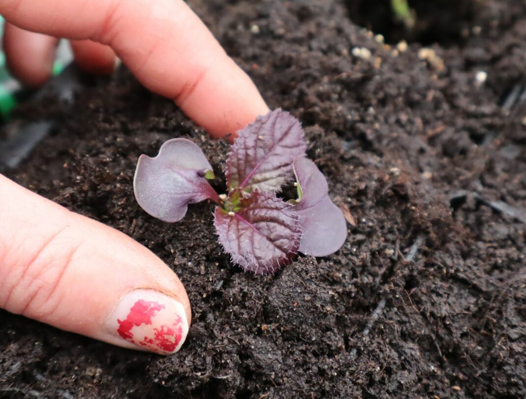 Transplanting