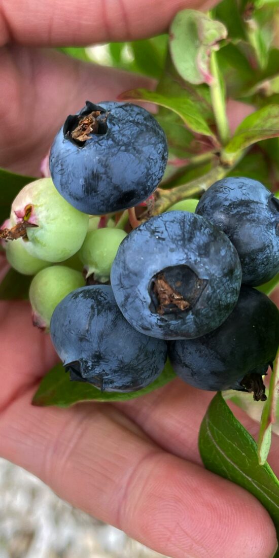 Grow blueberries in the garden