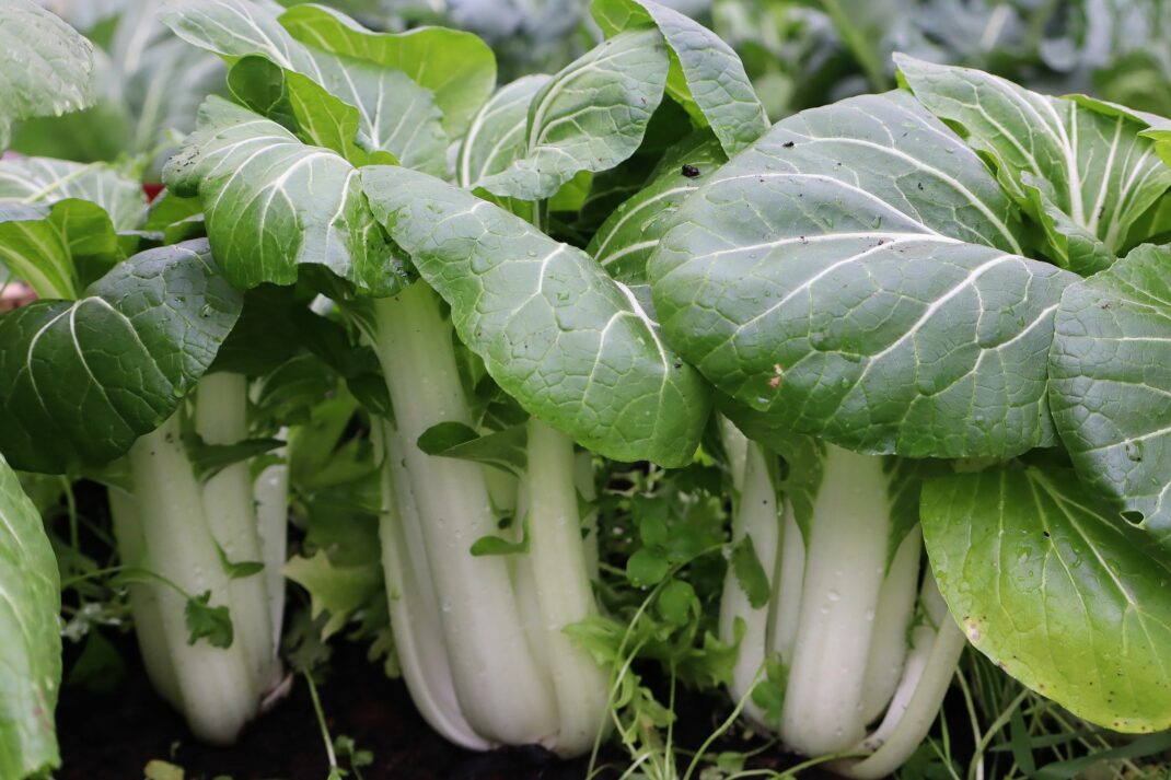 grow bok choy