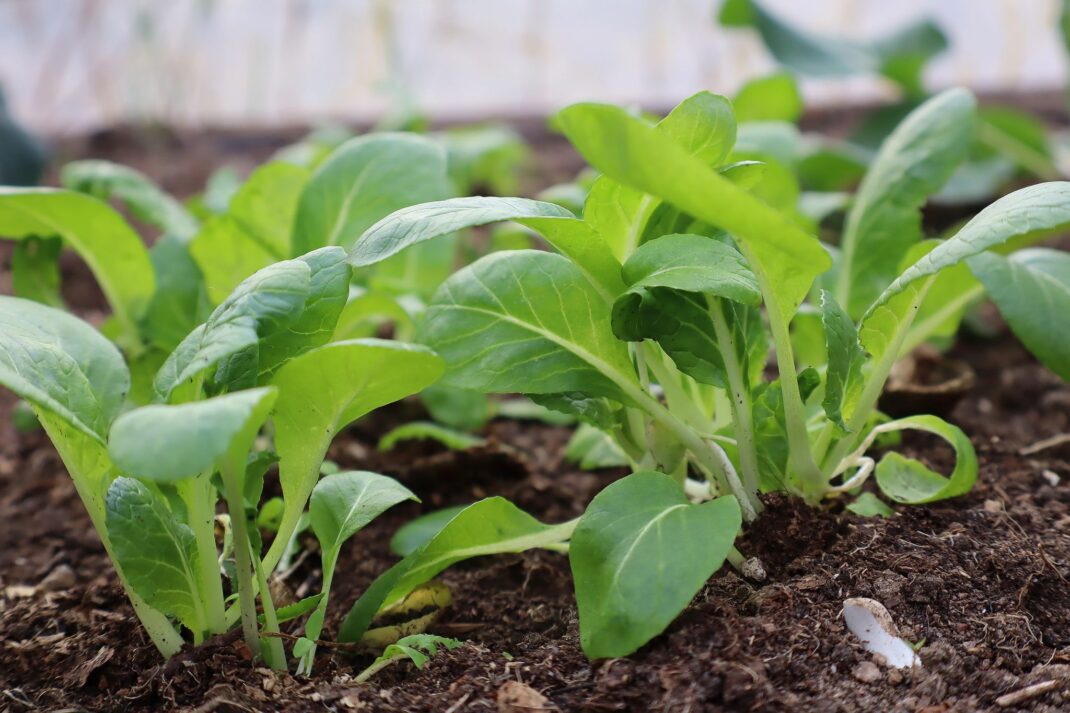 Grow bok choy in the greenhouse.