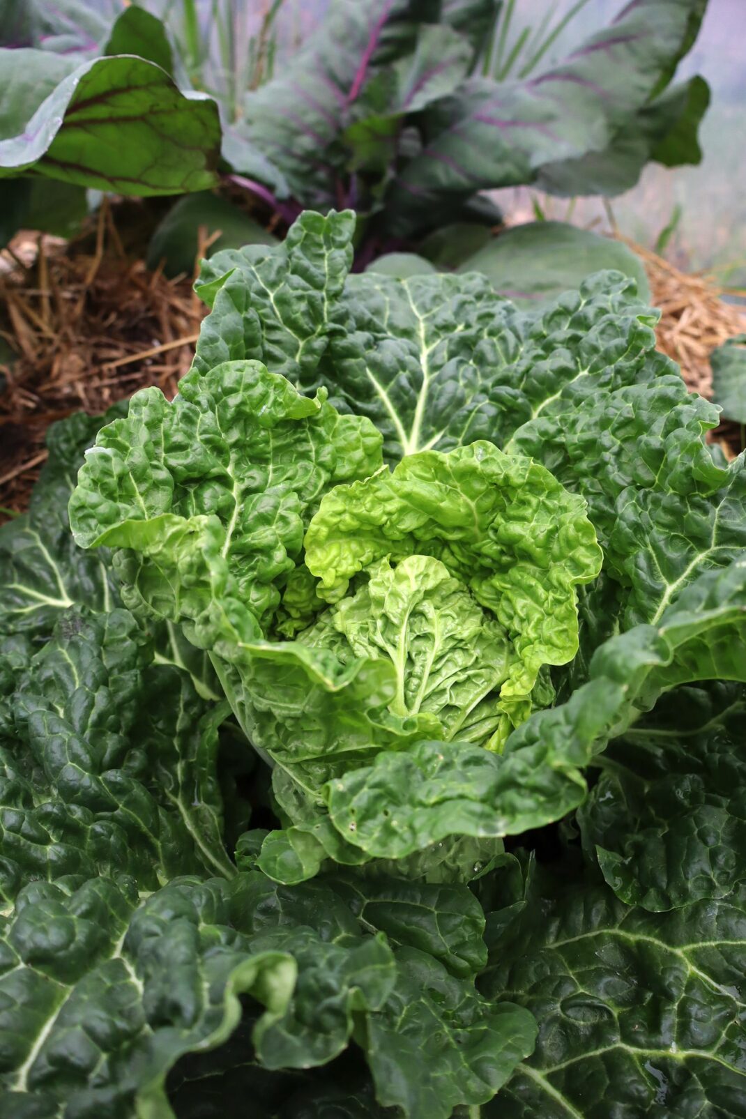 Savoy cabbage