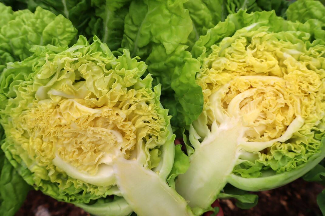 How to grow savoy cabbage
