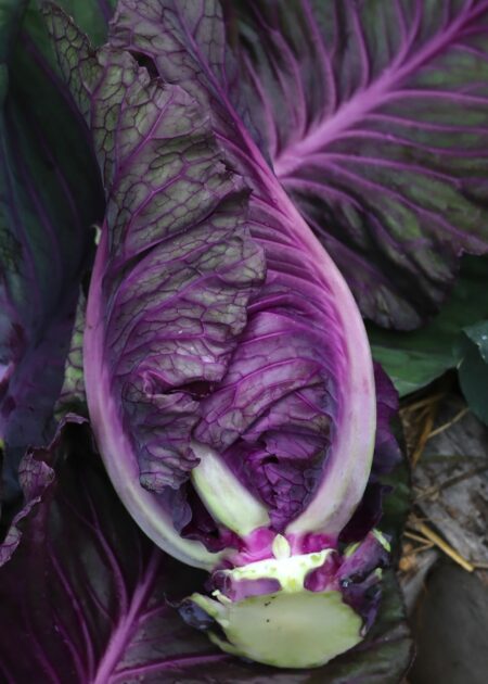 Grow cabbage in winter.