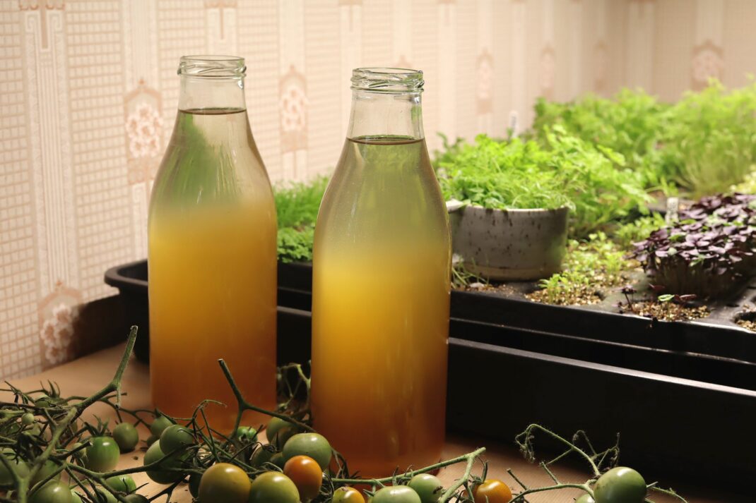 fertilize indoor plants