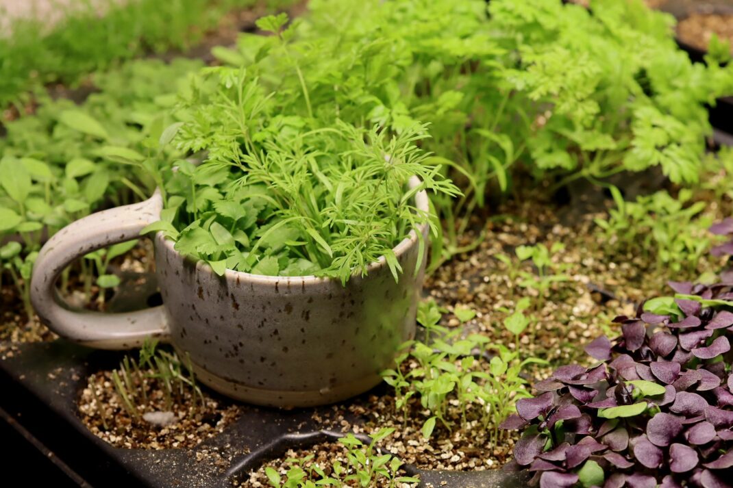fertilize indoor plants