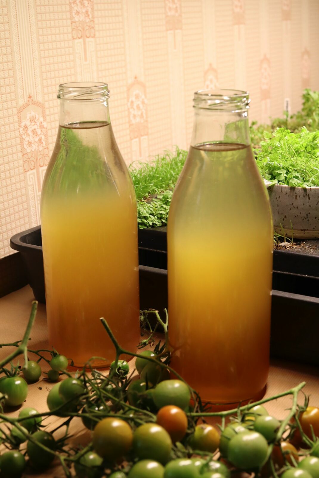 fertilize indoor plants
