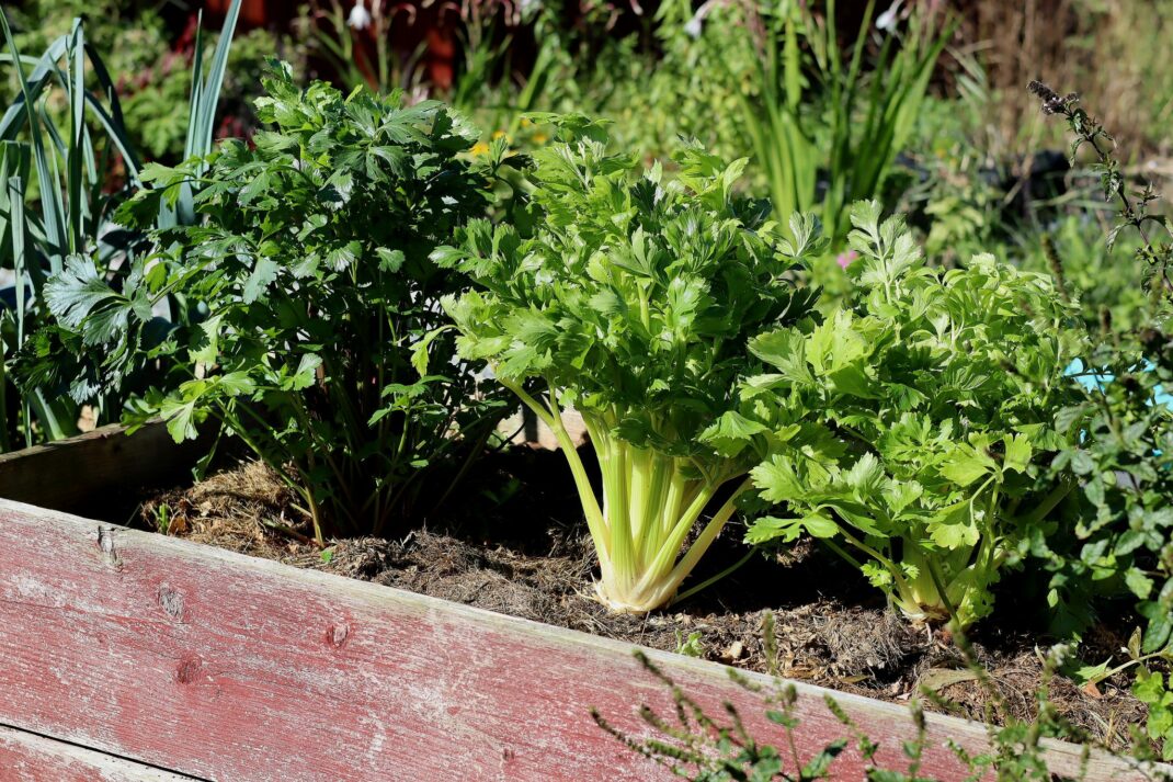 How to grow celery at home