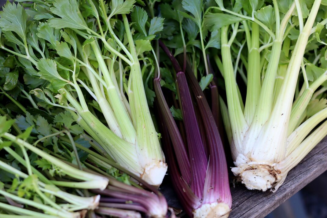 Grow celery at home