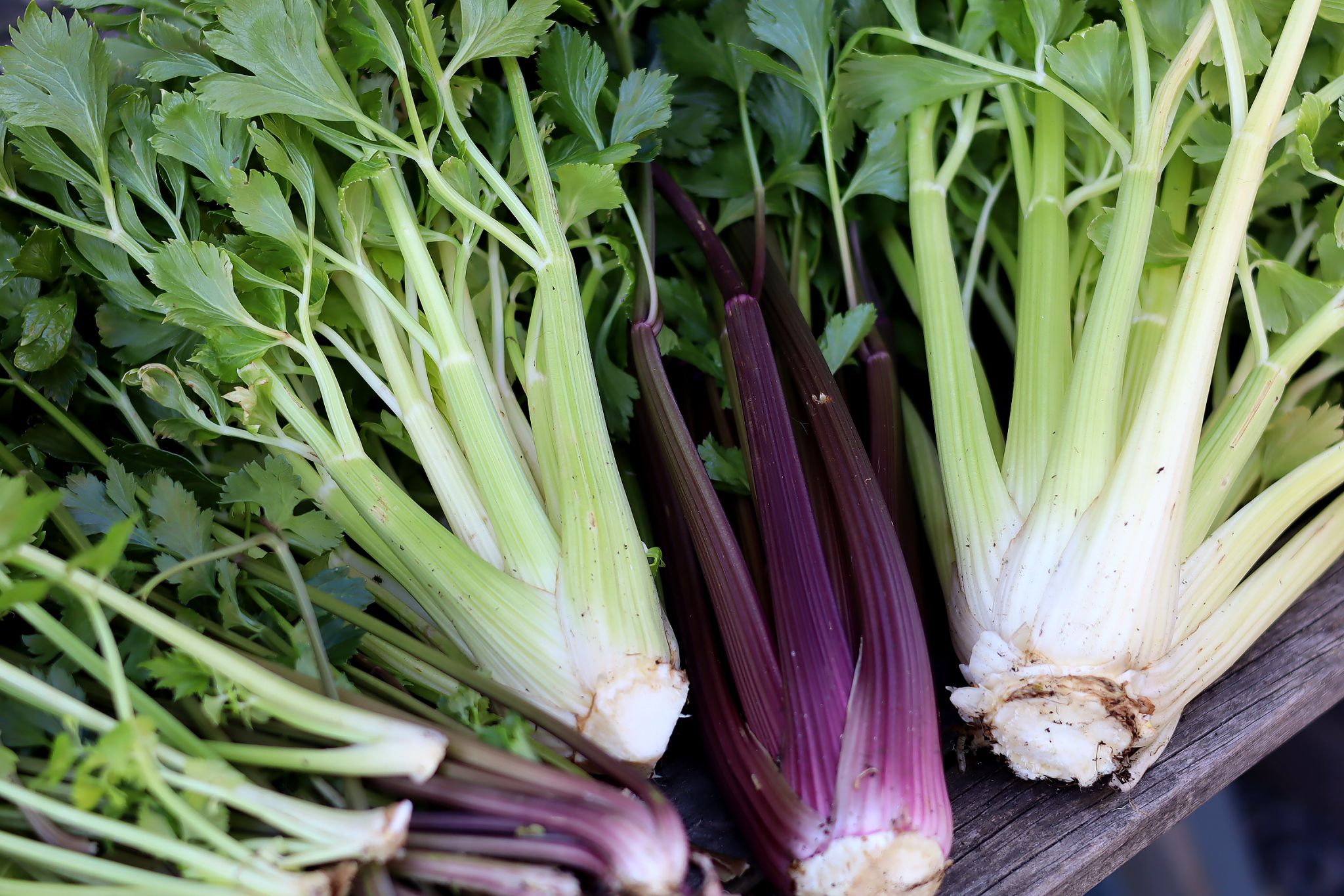 sarabackmo-stjalkselleri-rod